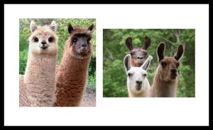 llamas and alpacas